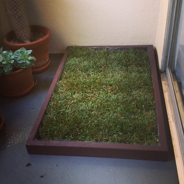 patio grass for dogs